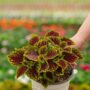 Coleus – Coleosaurus – 6.5″ Pot